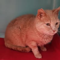 scoubidou FIV+, chat à adopter