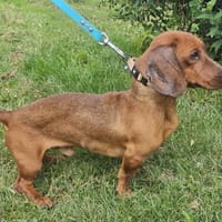LARDON PAA24214, chien à adopter