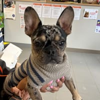 MAX, chien à adopter
