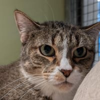 NENETTE A17244, chatte à adopter