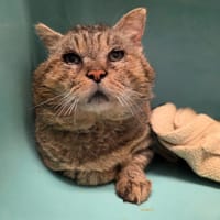 Lecter, chat à adopter