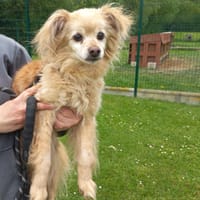 GUIZMO, chien à adopter
