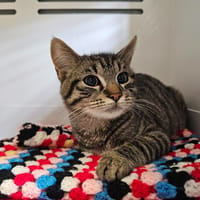 Basil, chat à adopter