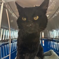 VEGA, chat à adopter