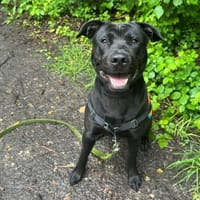 HERMES OAA20017, chien à adopter