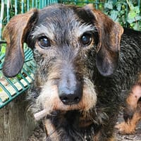 SAUCISSE, chien à adopter