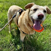 FIONA, chienne à adopter