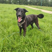 ATAROA QCN, chien à adopter
