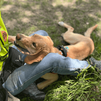 Melba (réservée), chienne à adopter