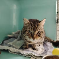 ASTOR, chat à adopter
