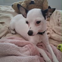 Betsy la douce, chienne à adopter