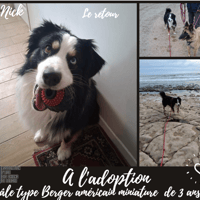 Nick, chien à adopter