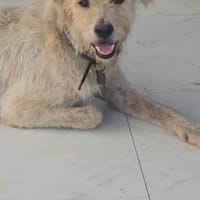 Jerry, chien à adopter