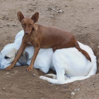 PROMISSE, chienne à adopter