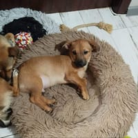 Neville, chien à adopter