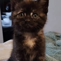 CHIBI A ADOPTÉE AVEC UN CHAT DEJA PRÉSENT CHEZ VOUS OU UN DE NOS CHAT, chatte à adopter