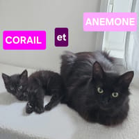 ANÉMONE ET CORAIL, chatte à adopter