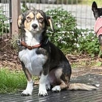 COMO, Mix, geb. 09/2023, Hund zur Adoption