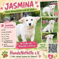 JASMINA, Mix, geb. 01/202, Hündin zur Adoption