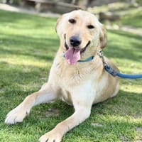 DARIA, Labrador-Mix, geb. 05/2022, Hündin zur Adoption