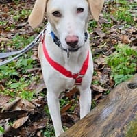 Bodhi wartet im Tierheim Sulzbach, Hund zur Adoption