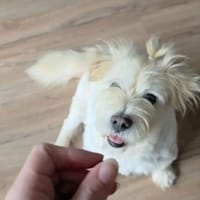 Fuchur - ein lieber, ruhiger Rüde, Hund zur Adoption