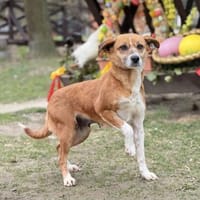 PRADA, Mix, geb. 2021, Hündin zur Adoption
