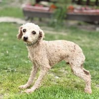 VIVI, Pudel, geb. 05/2023, Hündin zur Adoption