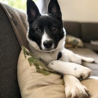 Jury- Wunderschöner Welpe, 5 Monate alt, Hund zur Adoption
