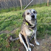 Haribo - sucht seinen Altersruhesitz, Hund zur Adoption