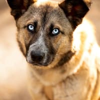 Jojo - sucht ihr Für-immer-Zuhause, Hündin zur Adoption