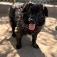 Pepper (Poppea) -Sanfte junge Hündin, Hündin zur Adoption