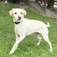 MIANA, Mix, geb. 10/2020, Hündin zur Adoption