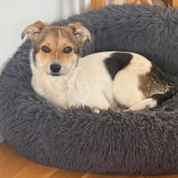 Enya - wedelt sich direkt ins Herz, Hündin zur Adoption