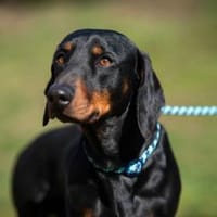 Döme, Hund zur Adoption