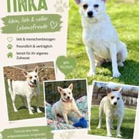 TINKA, Mix, geb. 05/2025, Hündin zur Adoption