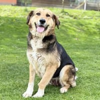 ZILI, Mix, geb. 03/2019, Hündin zur Adoption