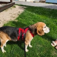 Charmanter Bruno sucht Zuhause, Hund zur Adoption