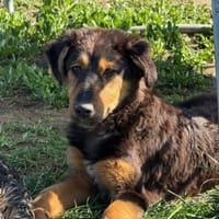 Spocky sucht sein Zuhause (I), Hund zur Adoption