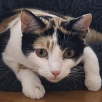 temperamentvolle Blossom / FFM(ALM), Katze zur Adoption