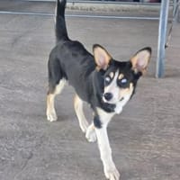 Simba - hat jemand ein Körbchen frei?, Hund zur Adoption