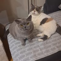 gemütliche Britinnen Mady u. Frida MUC, Katze zur Adoption