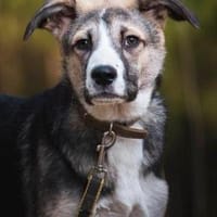 Darcy - kinderfreundlich, ruhig, Hündin zur Adoption