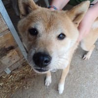 Bibi-Biszu-PP freundliche Shiba-Maus, Hündin zur Adoption