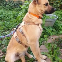 Sanfte,katzenliebe ♥Karla♥ 51503 Rösrath, Hündin zur Adoption