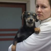 Lulu ❤, Hündin zur Adoption