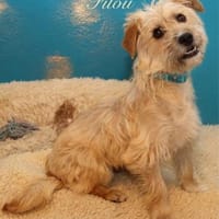 Der kleine Filou sucht das große Glück!, Hund zur Adoption