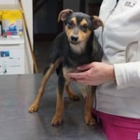 Lola ❤, Hündin zur Adoption