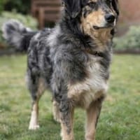 Sensibler Jungrüde ♥BALU♥ in 59174 Kamen, Hund zur Adoption