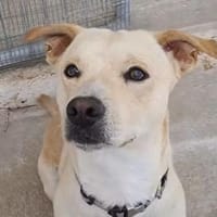 Unkomplizierter Ricky, Hund zur Adoption